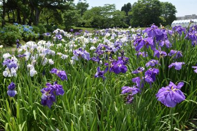 Taga-jo Castle Site Iris Garden